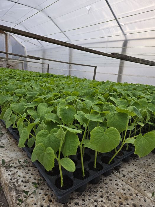 Расъд краставица тримакс