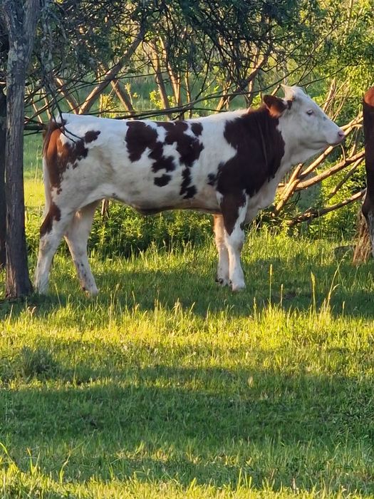De vânzare vițea de 12 luni.