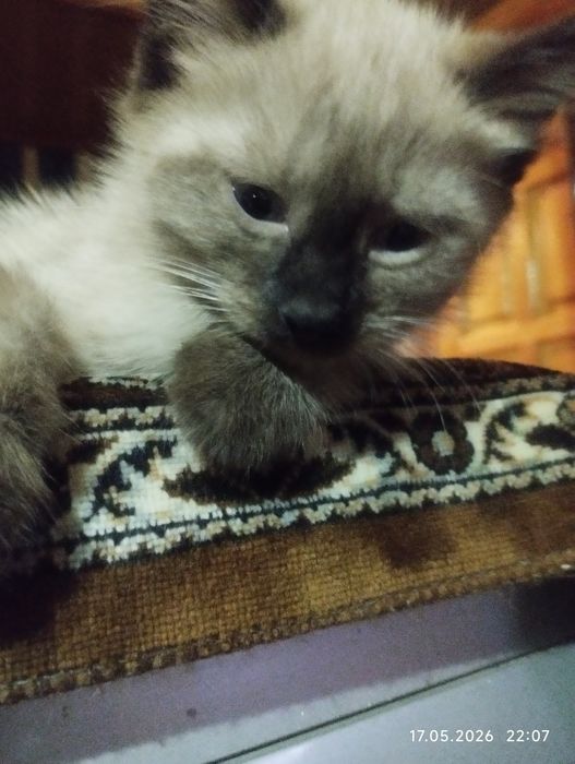 Сиамский, ласковый мальчик.