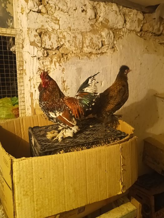 Тауық карликовый