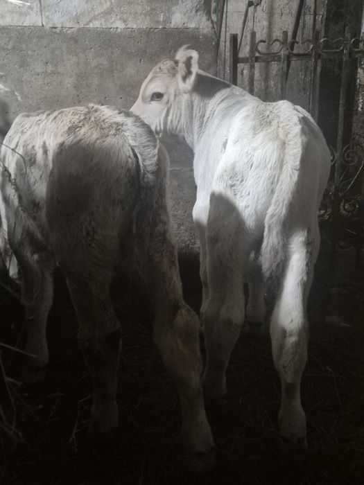 Vand 2 taurasi si o vitea