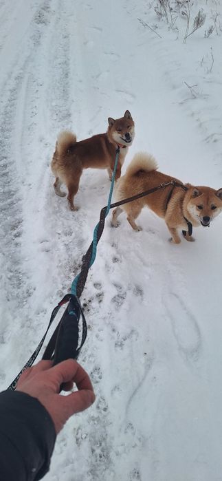 Вязка Сиба-ину Кобель