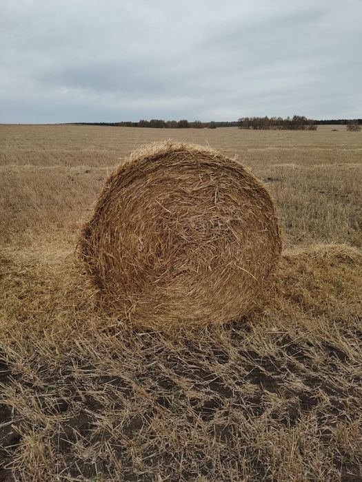 Продам солому. Солома ячменная