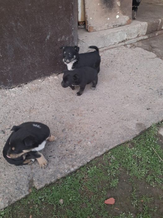 щенки в добрые руки