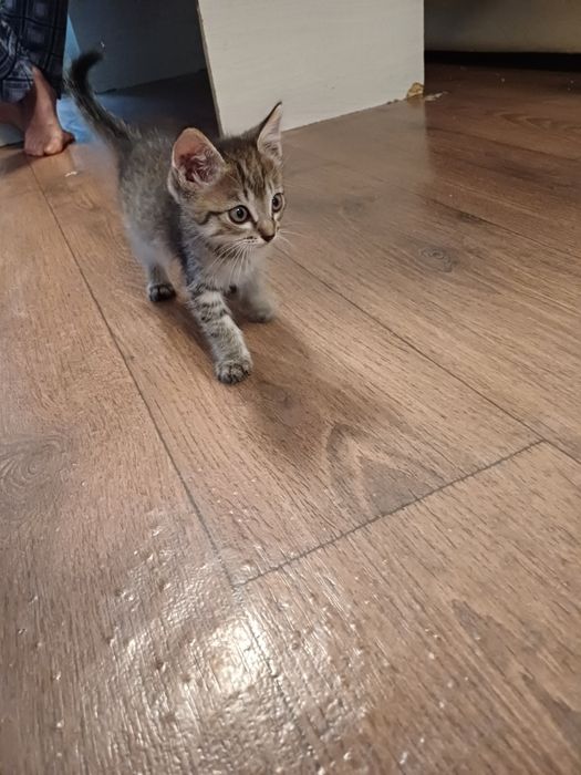 Кішкентай марғау, котёнок