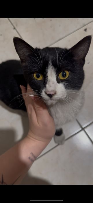 Котенок мальчик в добрые руки