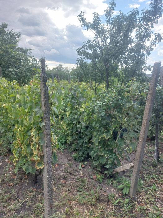 Vând struguri un cupaj de Albi Feteasca-Riesling si Negri Merlot-Fetea