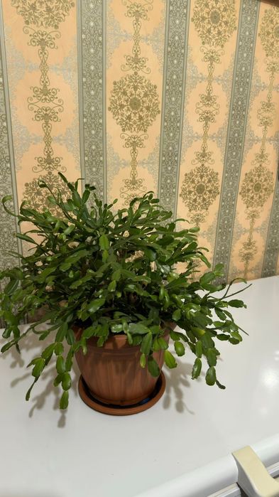 Комнатные Цветы Продам