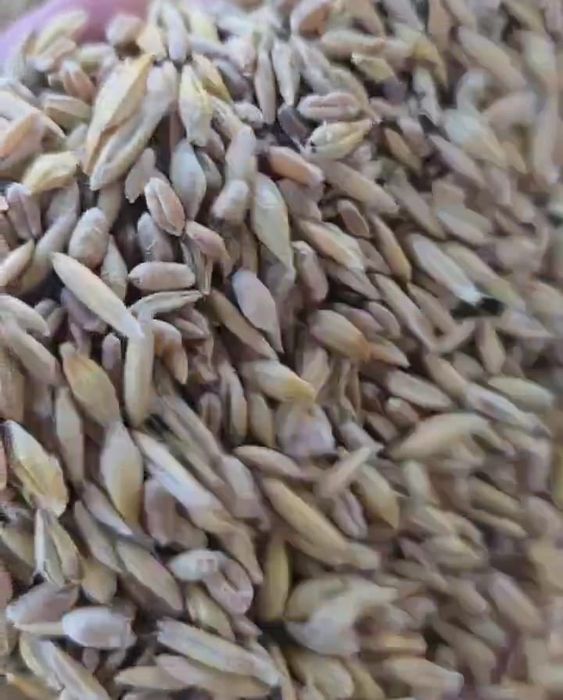 Ячмень, бидай продам