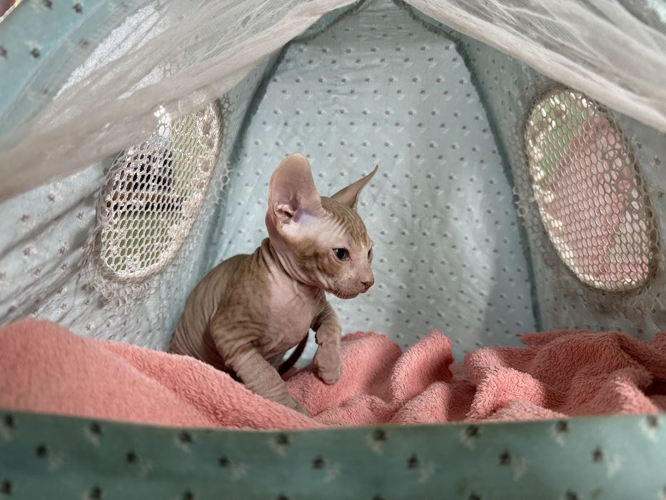 Котята Донского сфинкса