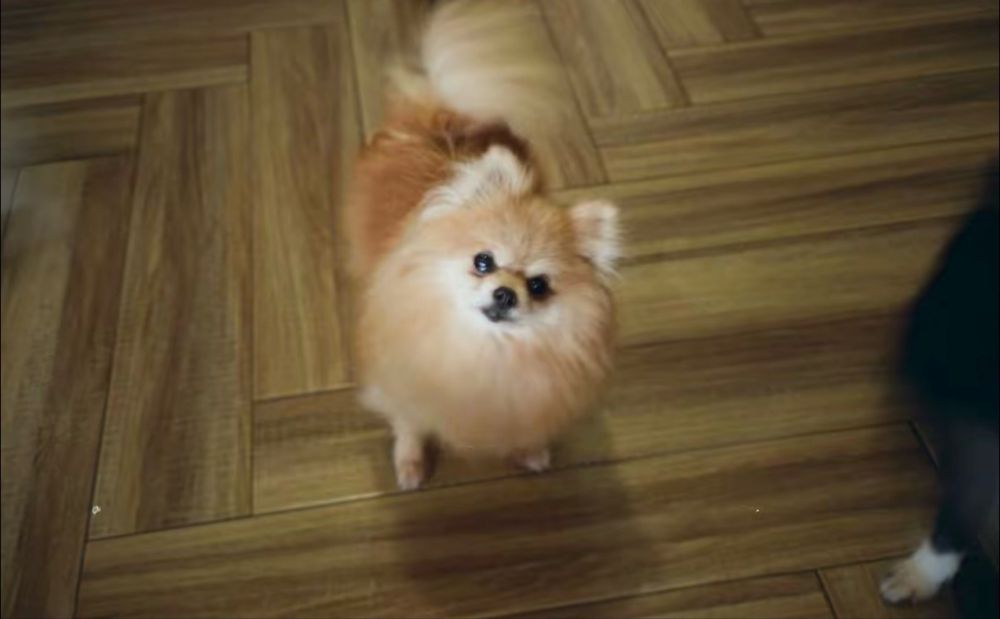 Canon Prima Zoom 90u