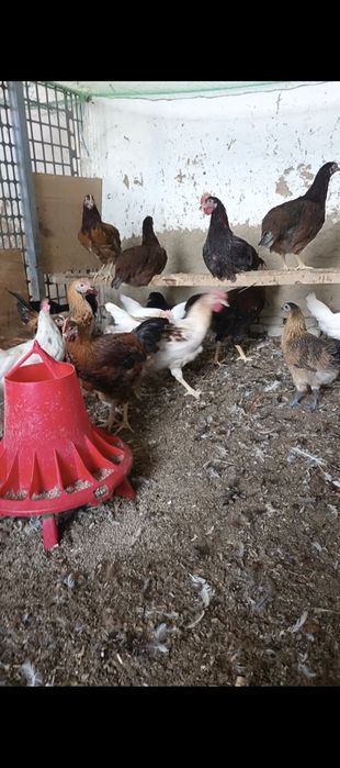 Uyda boqilgan velikan juja xurozlar sotiladi