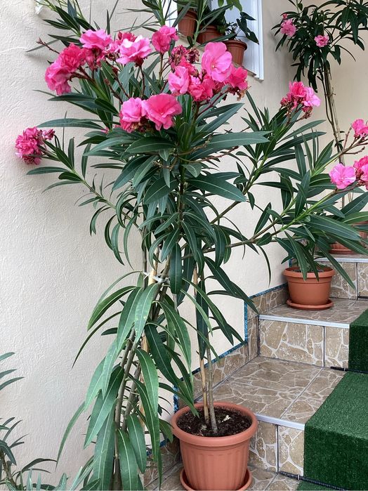 Leandru, leandrii roz, flori multiple, mirositori