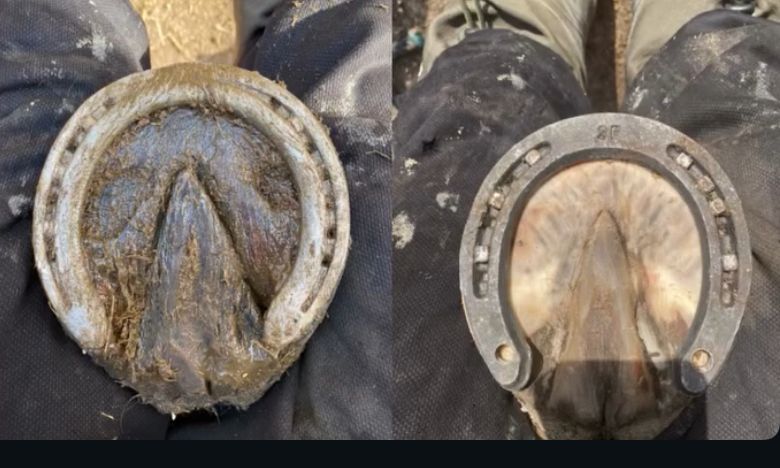 Ат тағалау,  ат құрыштау , ковка , мастер