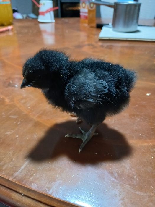 Vand pui de găină 12 la număr