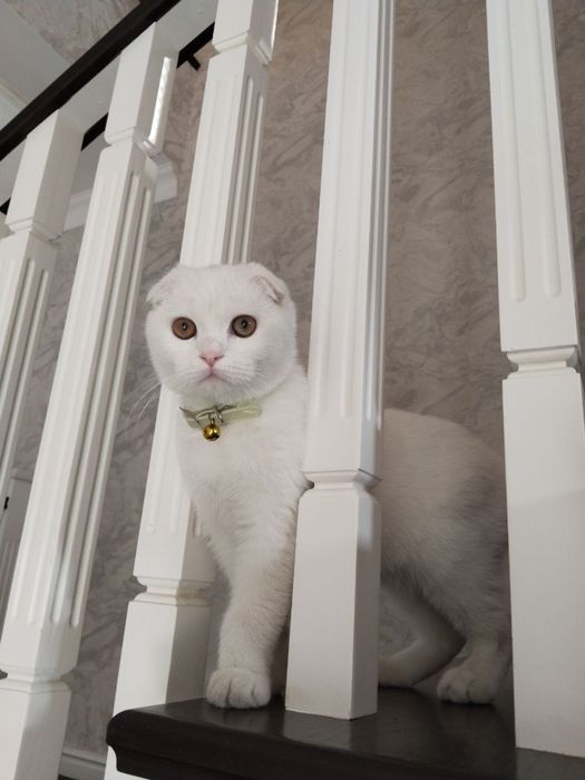 Продаю Скотш фолд