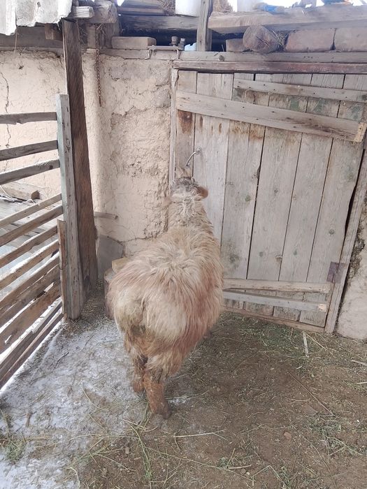 қошқар, қой, баран, кошкар