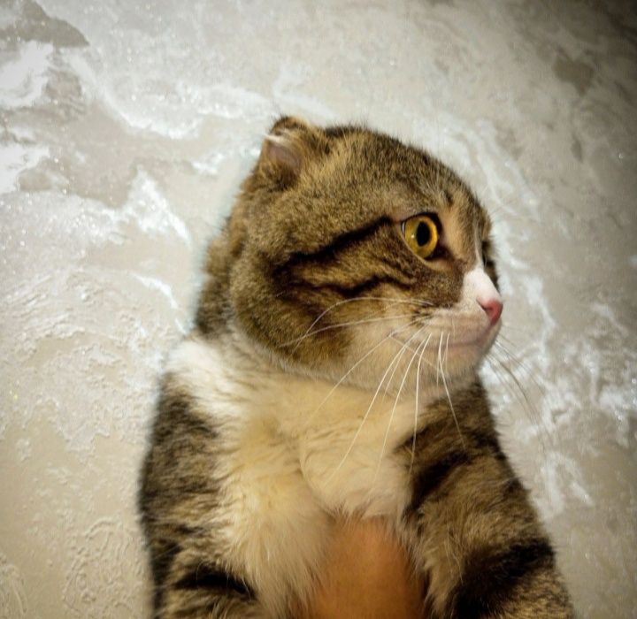 Sotiladi erkak skotsh fold