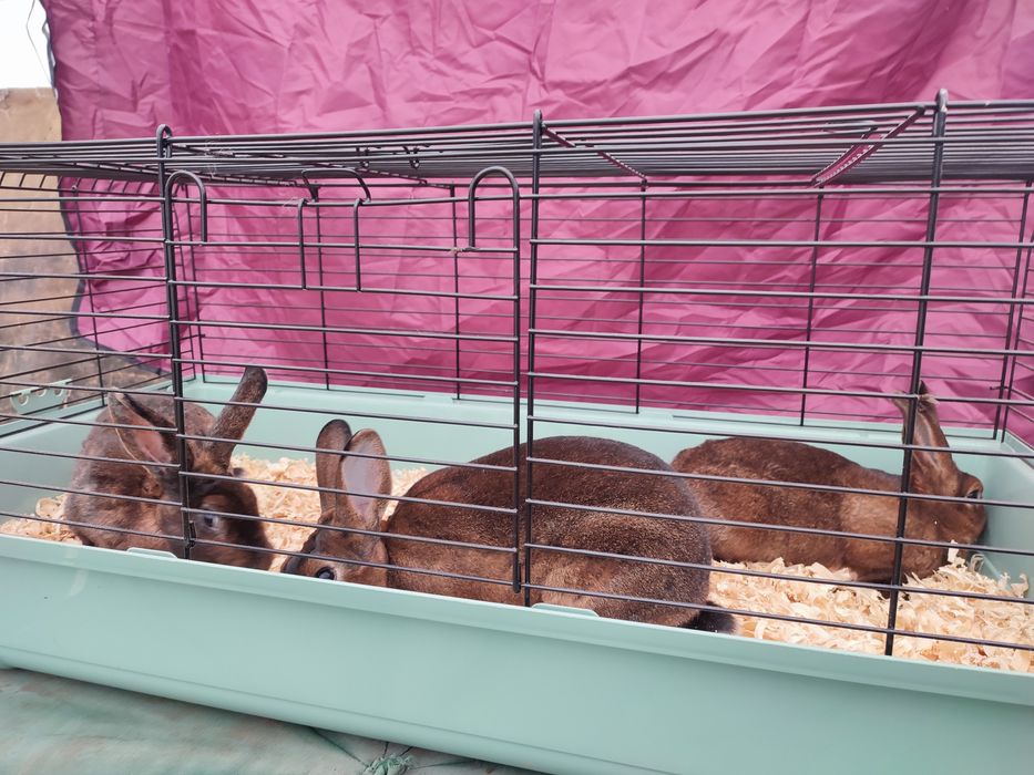 Iepuri rex castor și negru