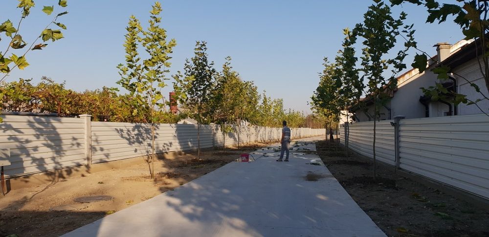 Vindem copaci foiosi platan de mai multe dimensiuni