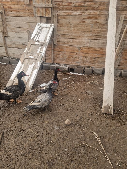 Индоутки  лавандовые