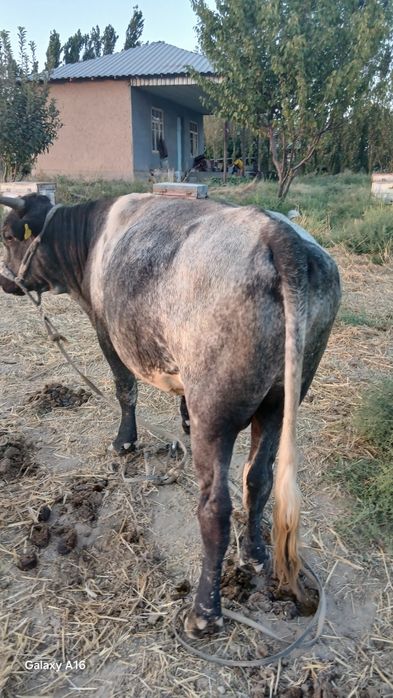 Buqalar sotiladi
