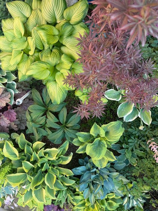 Многолетние растения