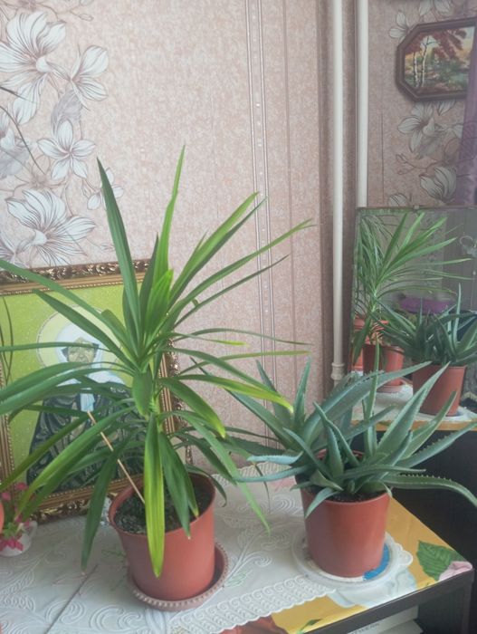 Продам комнатные цветы