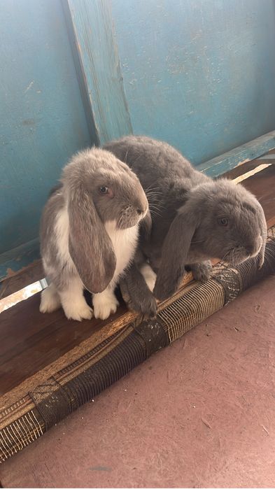 Продаю крольчат фб