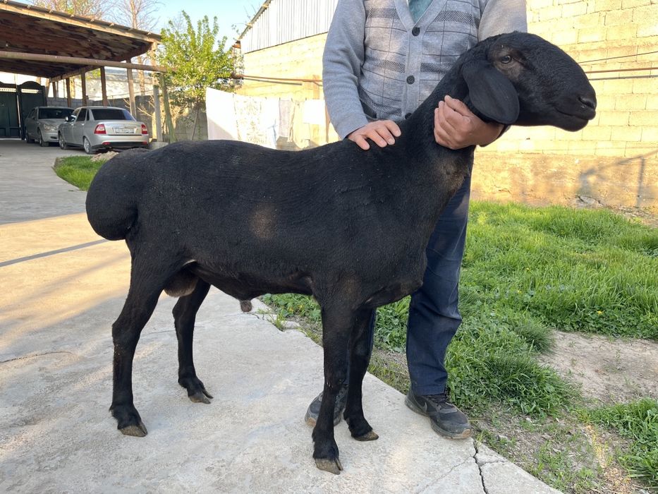 Кошкар сатылады 1 жасар