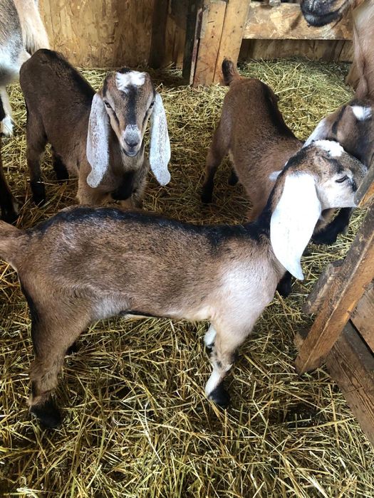 Iezi  Anglo -nubieni ,