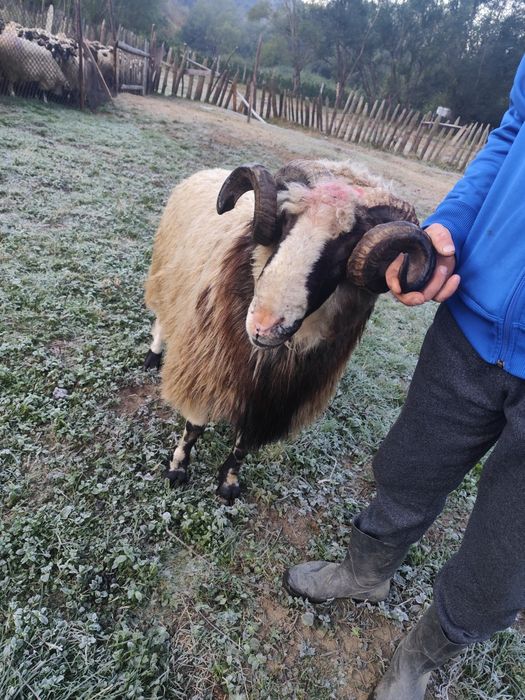 Berbec și miel de vânzare