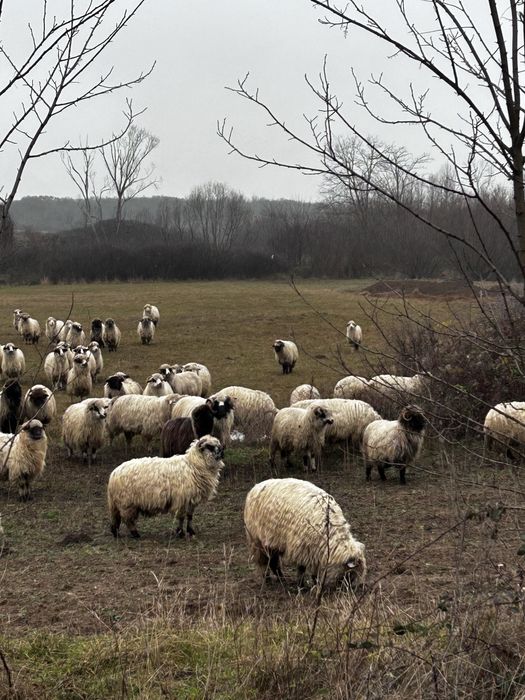 Berbec breaz de 3 ani