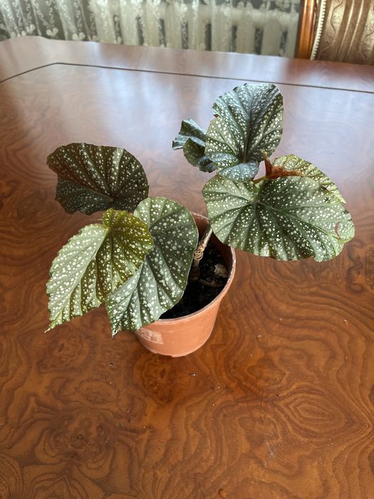 Бегонии, филодендроны