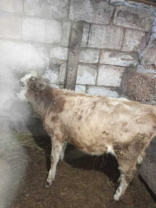 Продам тёлочку срочно