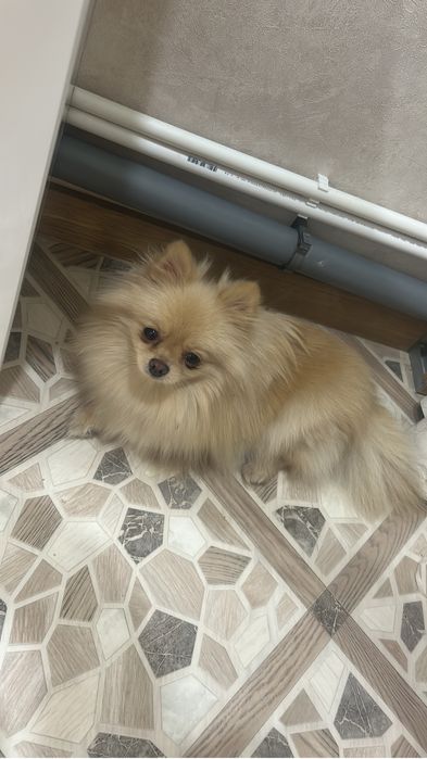 Продам шпица девочку