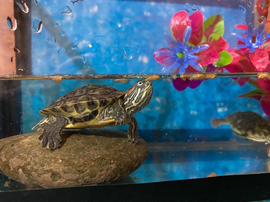 Краснаяуха черепаха