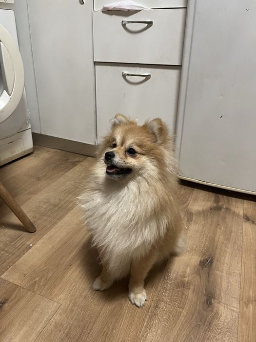 Щенок шпиц девочка