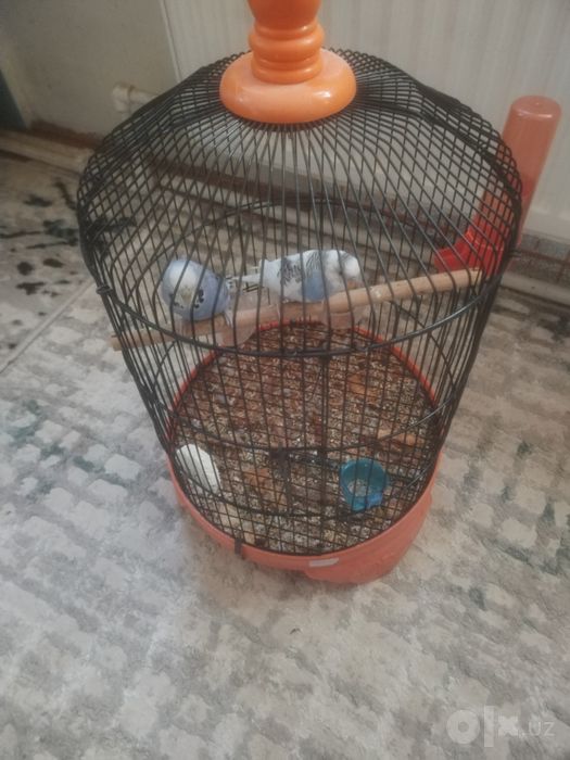 papugay kimdir omoqchi bolsa kelishtrib beramiz