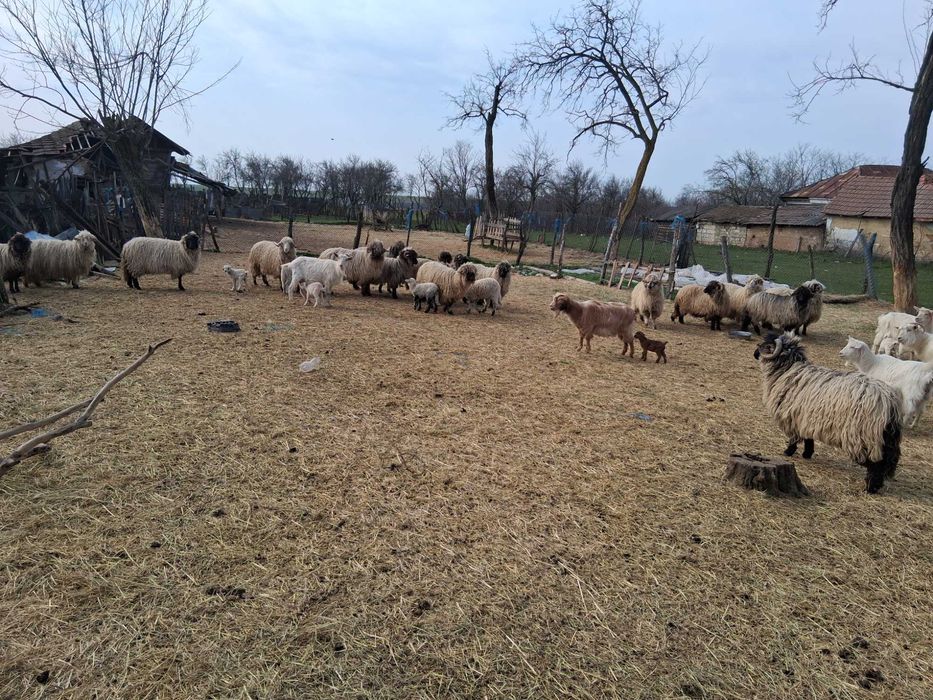 Oi de vanzare toate o data cu mei