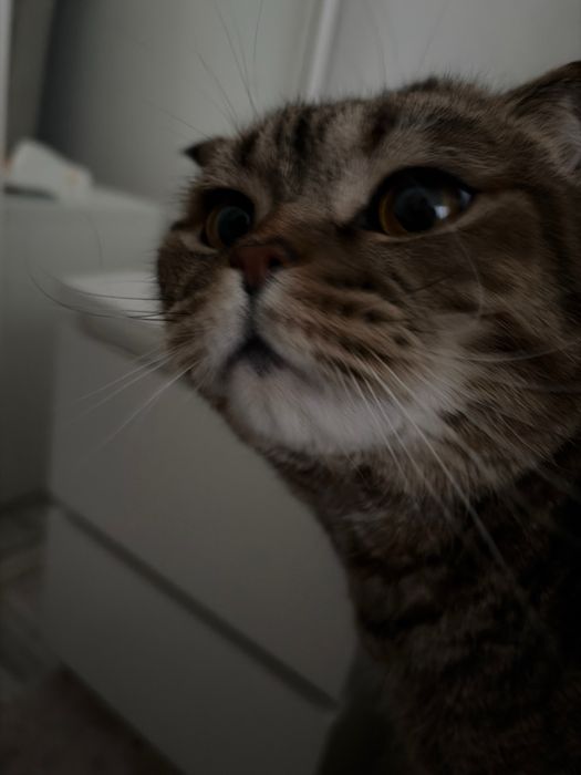 Отдам кота в хорошие руки