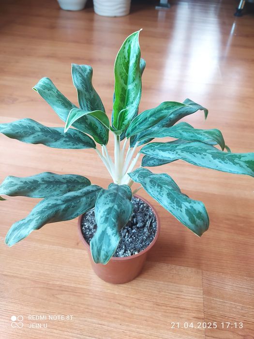 Дисхидия вариегатная, Аглаонемы.