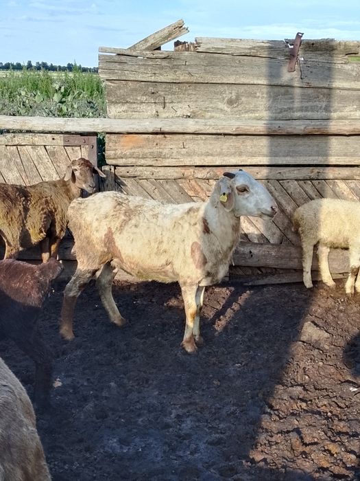 Овца на продажу..