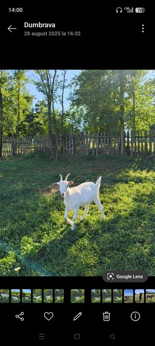 Căpriță saanen la prima fatare