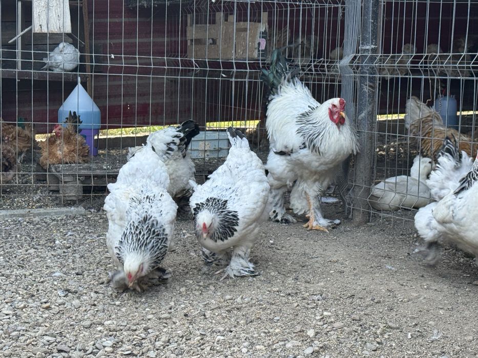 Ouă găini Brahma HD pentru incubat.
