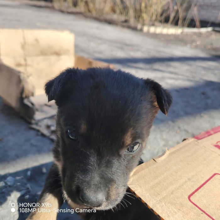 отдам щенят в добрые руки