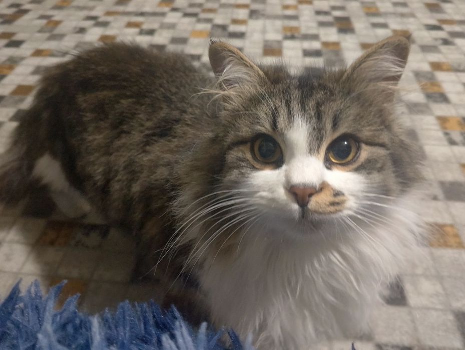 Отдам в добрые руки кота 10 мес