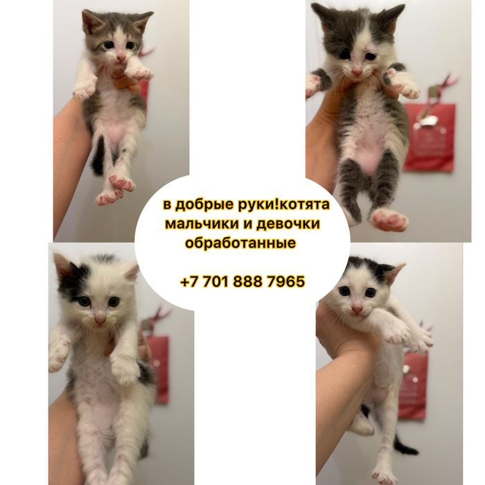 в добрые руки котята