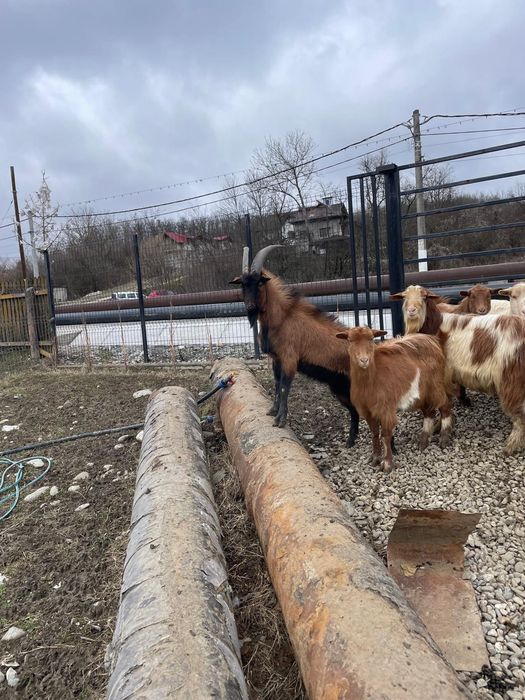 Vând capre gestante, tinere, de rasă – bune de lapte și prăsilă
