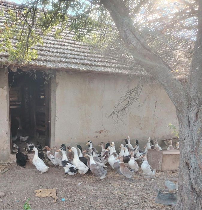 Продавам Патици мъжки и женски